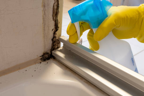 Best Mold Damage Restoration  in Vandenberg Af, CA